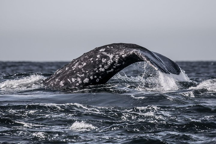 Tail of a Gray Whale Submerging